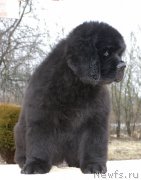 Превью фото № 203011