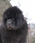 Превью фото № 203012