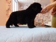 Превью фото № 203045