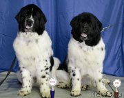 Превью фото № 203110