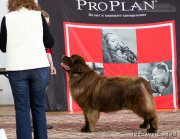 Превью фото № 203120