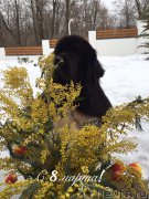 Превью фото № 203187