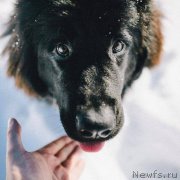 Превью фото № 203192