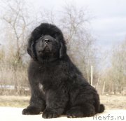 Превью фото № 203253