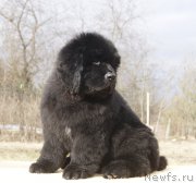 Превью фото № 203254