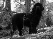 Превью фото № 203266