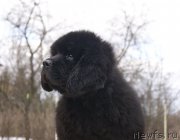 Превью фото № 203343