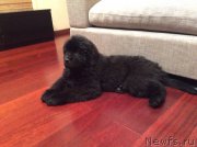 Превью фото № 203363