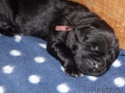 Превью фото № 203374