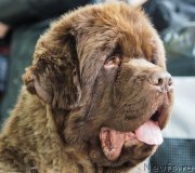 Превью фото № 203380