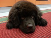 Превью фото № 203430