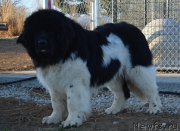 Превью фото № 203432