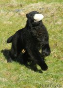 Превью фото № 203468