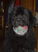 Превью фото № 203469