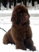 Превью фото № 203486