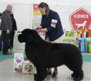 Превью фото № 203496