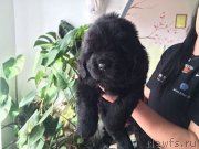 Превью фото № 203523