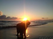 Превью фото № 203664