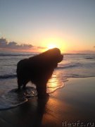 Превью фото № 203665