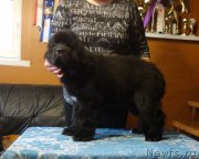 Превью фото № 203668