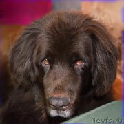 Превью фото № 203673