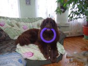 Превью фото № 203692