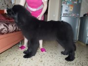 Превью фото № 203728