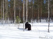 Превью фото № 203743