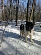 Превью фото № 203751