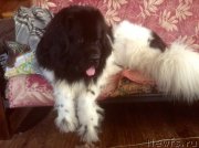 Превью фото № 203769