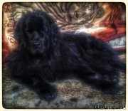 Превью фото № 203776