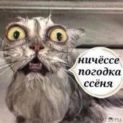 Превью фото № 203800