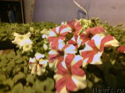 Превью фото № 203801