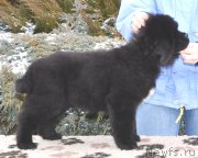 Превью фото № 203808