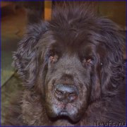 Превью фото № 203861