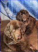 Превью фото № 203865