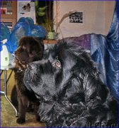 Превью фото № 203866