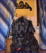 Превью фото № 203869