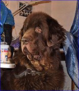 Превью фото № 203870