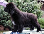 Превью фото № 203879