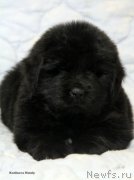 Превью фото № 203966