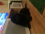 Превью фото № 204003