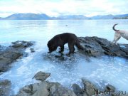 Превью фото № 204014