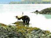 Превью фото № 204015