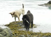 Превью фото № 204016