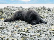 Превью фото № 204018