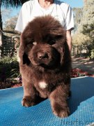 Превью фото № 204074