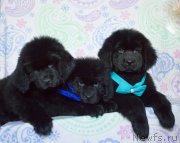 Превью фото № 204164