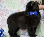 Превью фото № 204166