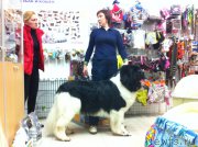 Превью фото № 204178